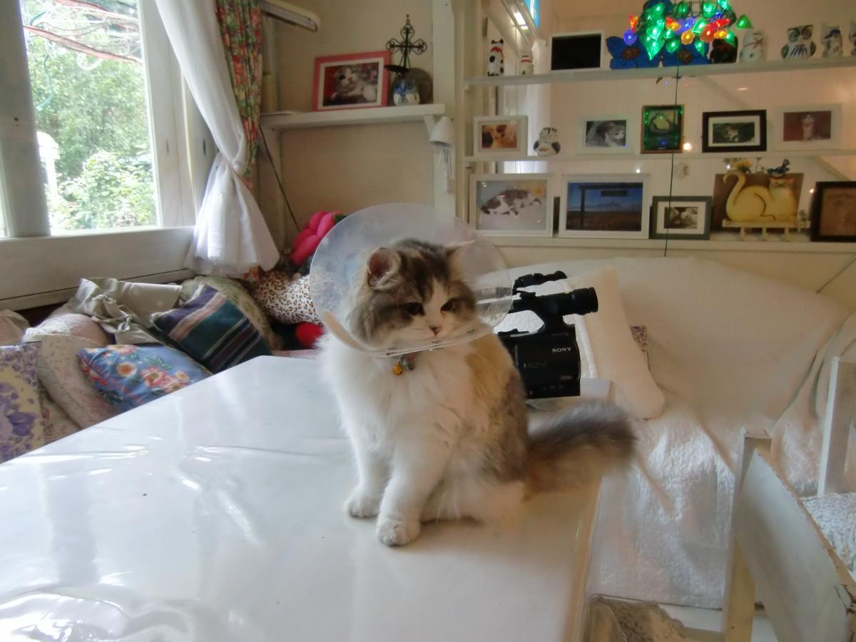 Mt Fuji Cat&Dog&Spa Pension Blue Poppy Фуджикавагучико Екстериор снимка